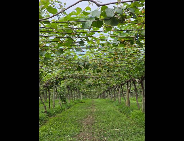 195HA FARM FOR SALE IN WHITE RIVER CENTRAL